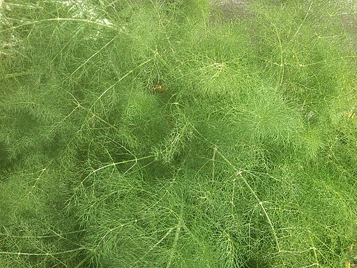 Foeniculum vulgare Kefalonia