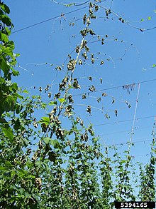 Common hop plants showing foliar symptoms of Verticillium wilt caused by Verticillium albo-atrum on a field at Oregon, USA. Foliar symptoms on hops caused by Verticillium.jpg