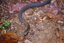 Лесная водяная змея (Thamnosophis infrasignatus) (9657296102) .jpg