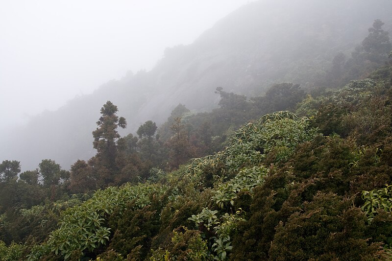 File:Forest in Yakushima 65.jpg