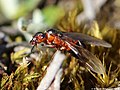 Formica rufa Linnaeus, 1761