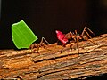 Workers of Atta mexicana at Montreal Insectarium