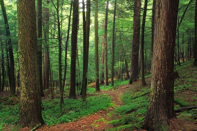 File:Forrest H. Dutlinger Natural Area (Revisit) (4) (9660710884).jpg