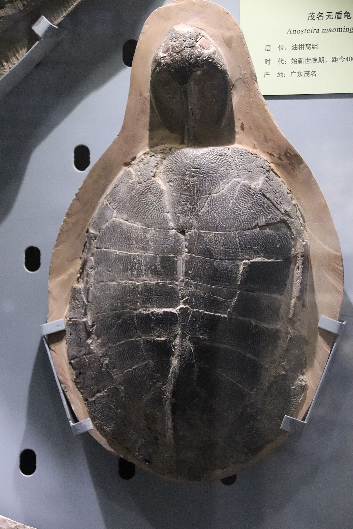 Turtle shell - Wikipedia