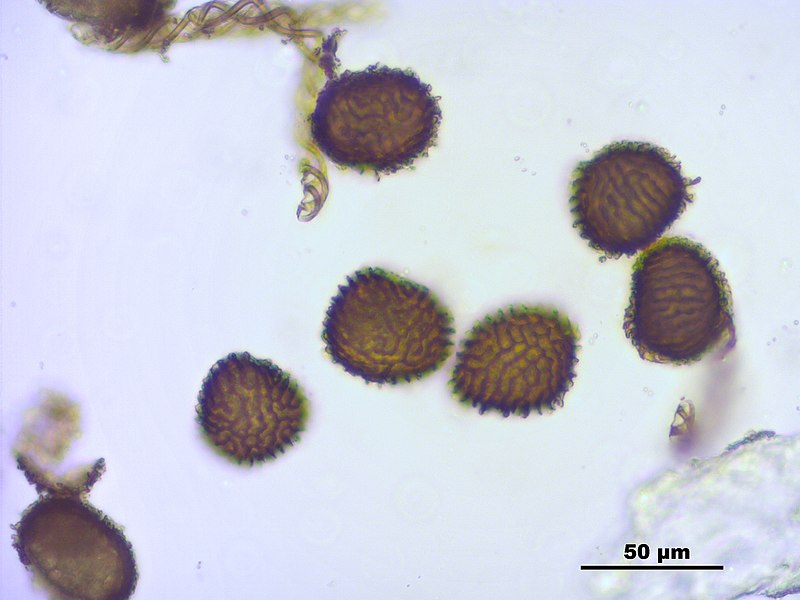 File:Fossombronia wondraczekii (a, 144804-474745) 9694.JPG