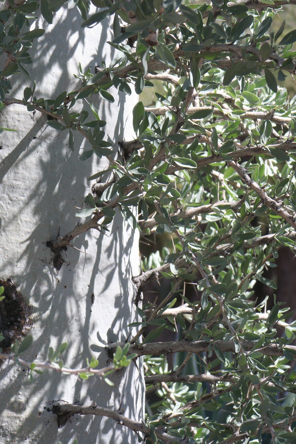 Datei Fouquieria Columnaris 2 Desert Botanical Garden Jpg