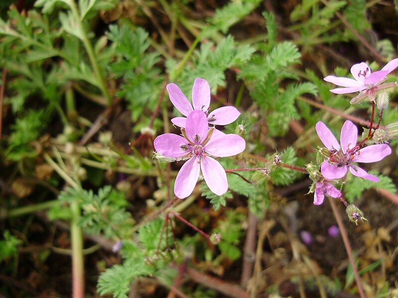 File:Four Erodium cicutarium flowers.jpg