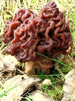 Valgomasis bobausis (Gyromitra esculenta)