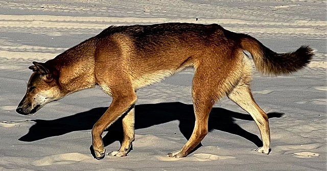 Category:Canis lupus dingo - Wikimedia Commons