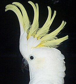 Didžioji geltonkuodė kakadu (Cacatua galerita)