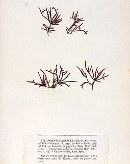 <i>Gastroclonium reflexum</i> Species of alga