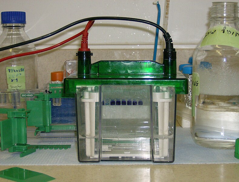 File:Gel elecro.JPG