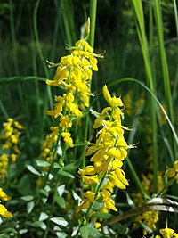 Genista germanica