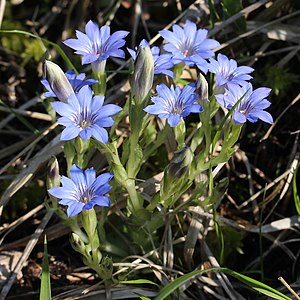 Gentiana thunbergii s4.jpg