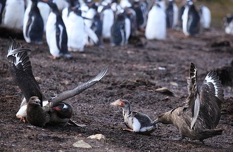 Gentoo Penguin bites into a Brown Skua as another Skua steals the Penguin Chick