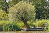 A willow at the Bovewijde lake