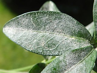 <i>Golovinomyces orontii</i> Species of fungus