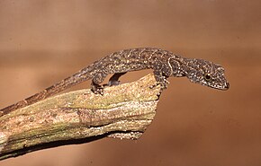 Beschrijving van de afbeelding Gonatodes humeralis03.jpg.