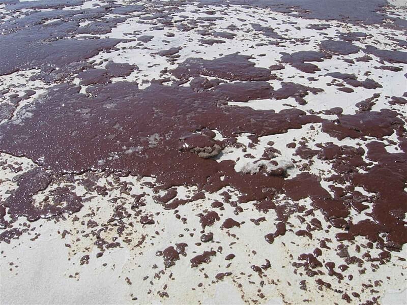 File:Gooey masses of oil spill.jpg