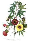 Gossypium arboreum