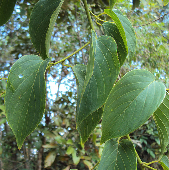 File:Gouania microcarpa.jpg