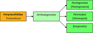 Archaeagnostus genus of trilobites (fossil)