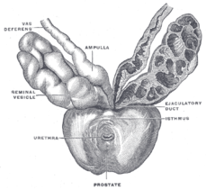 Prostata, uretra i semenski vezikuli.