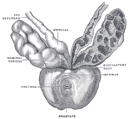 Prostat