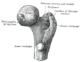 Upper extremity of right femur viewed from behind and above, showing head, neck, and the greater and lesser trochanter