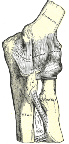 Anatomia Gombed