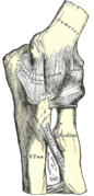 Sol dirsek eklemi, anterior ve ulnar collateral ligamentleri gösteriyor