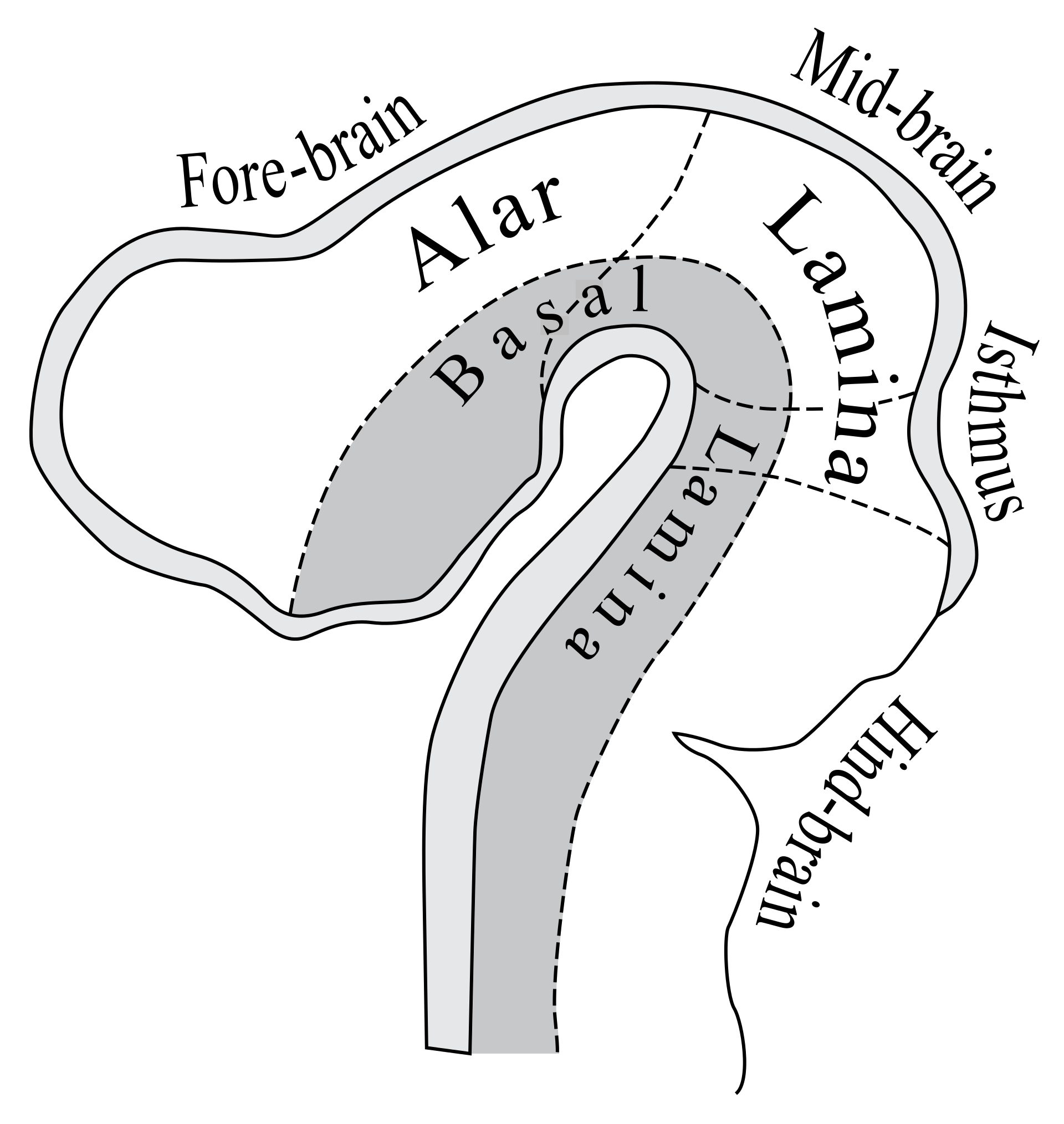 Alar plate Wikipedia