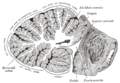 Sagittal section of the cerebellum, near the junction of the vermis with the hemisphere.