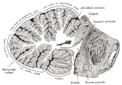 normal cerebellar tonsils