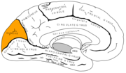 Miniatura para Cuña (cerebro)