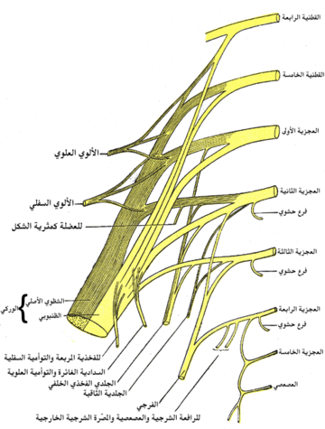 عصب قصبة الساق