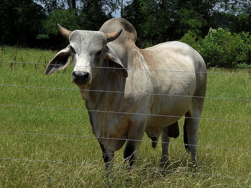 File:Gray Zebu Bull.jpg