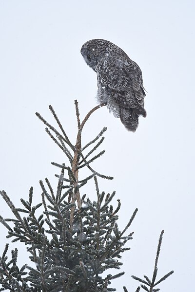 File:Great Gray Owl - 24881806157.jpg