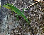 The Green crested lizard can be spotted at the Bukit Batok Nature Park Green Crested Lizard (Bronchocela cristatella) dominik jan.jpg