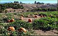 Green Spot Farm, Pumpkin Patch 10-26-13b (10561252195).jpg