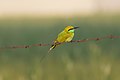 * Nomination Green bee-eater in Patiala, India. --Satdeep Gill 17:14, 13 March 2022 (UTC) * Promotion nice and sharp, but too small if cropped as it should be --Charlesjsharp 20:39, 13 March 2022 (UTC) I think it's sharp enough when zoomed in but there is then too much background noise. Can you clean the background? --Trougnouf 17:01, 16 March 2022 (UTC)  Done @Trougnouf: --Satdeep Gill 07:02, 17 March 2022 (UTC)  Support Good quality. --Trougnouf 09:06, 17 March 2022 (UTC)