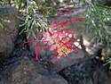 Grevillea 'Kichik Jessi' 6288.jpg