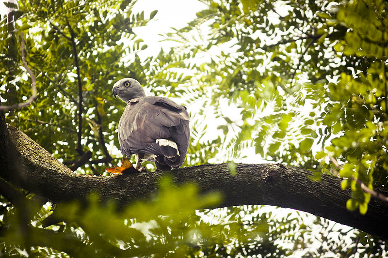 File:Grey Headed Fish Eagle ( Ichthyophaga ichthyaetus ) (7472710700).jpg