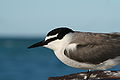 Adult on Tern Island