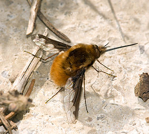 Large wool floater (Bombylius major)
