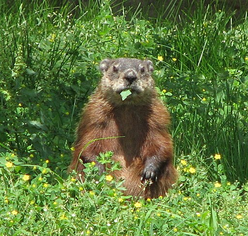 Groundhog, eating