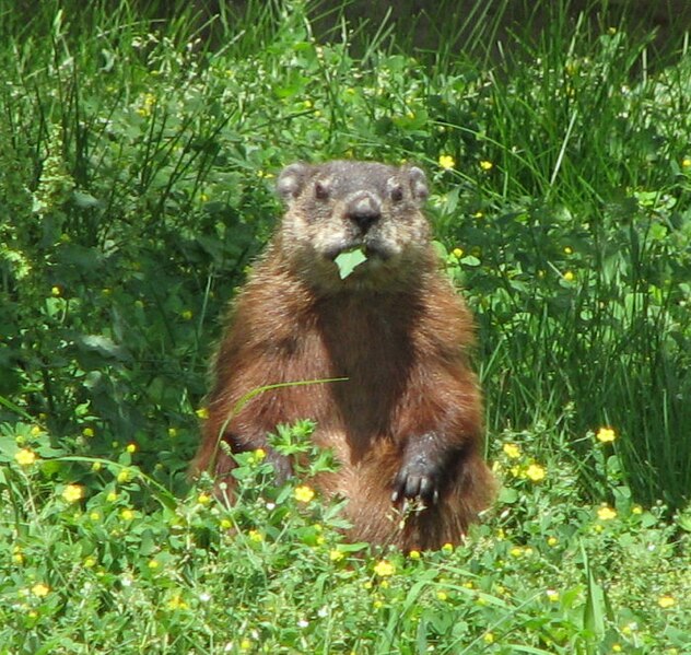 File:Groundhog, eating.jpg