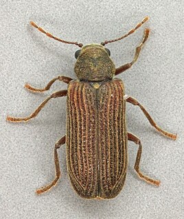 <i>Grynobius</i> Genus of beetles