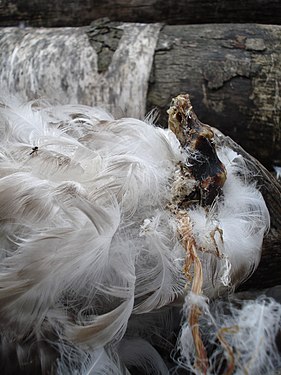 Dead Gull (Laridae)