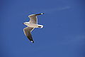 Chroicocephalus hartlaubii in flight (cat.)